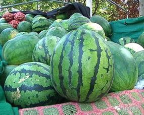 反瓜怎么吃,创意吃法大揭秘